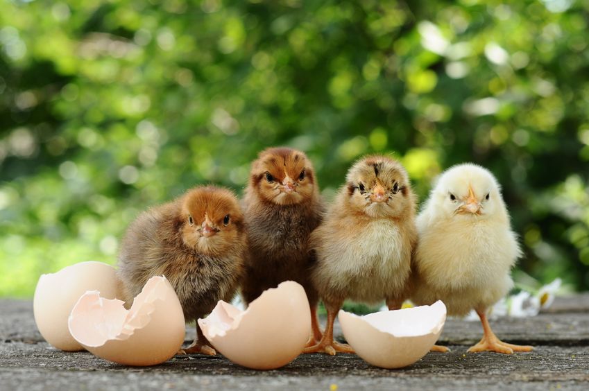 15091453 - small chicks and egg shells